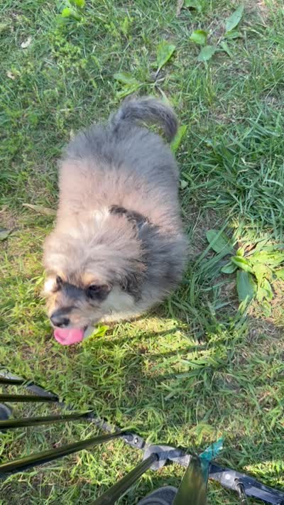 Thor, a male Miniature Bernedoodle for sale in Mayfield, KY – 10 of 10