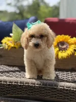 Airel, a female Miniature Goldendoodle for sale in Mayfield, KY – 10 of 10