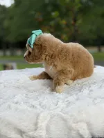 Cassie, a female Miniature Goldendoodle for sale in Mayfield, KY – 7 of 10