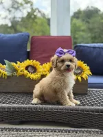 Bridie, a female Miniature Goldendoodle for sale in Mayfield, KY – 5 of 10