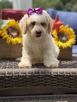 Aubrey, a female Miniature Goldendoodle for sale in Mayfield, KY – 8 of 10