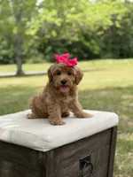Winnie , a female Miniature Goldendoodle for sale in Mayfield, KY – 8 of 10