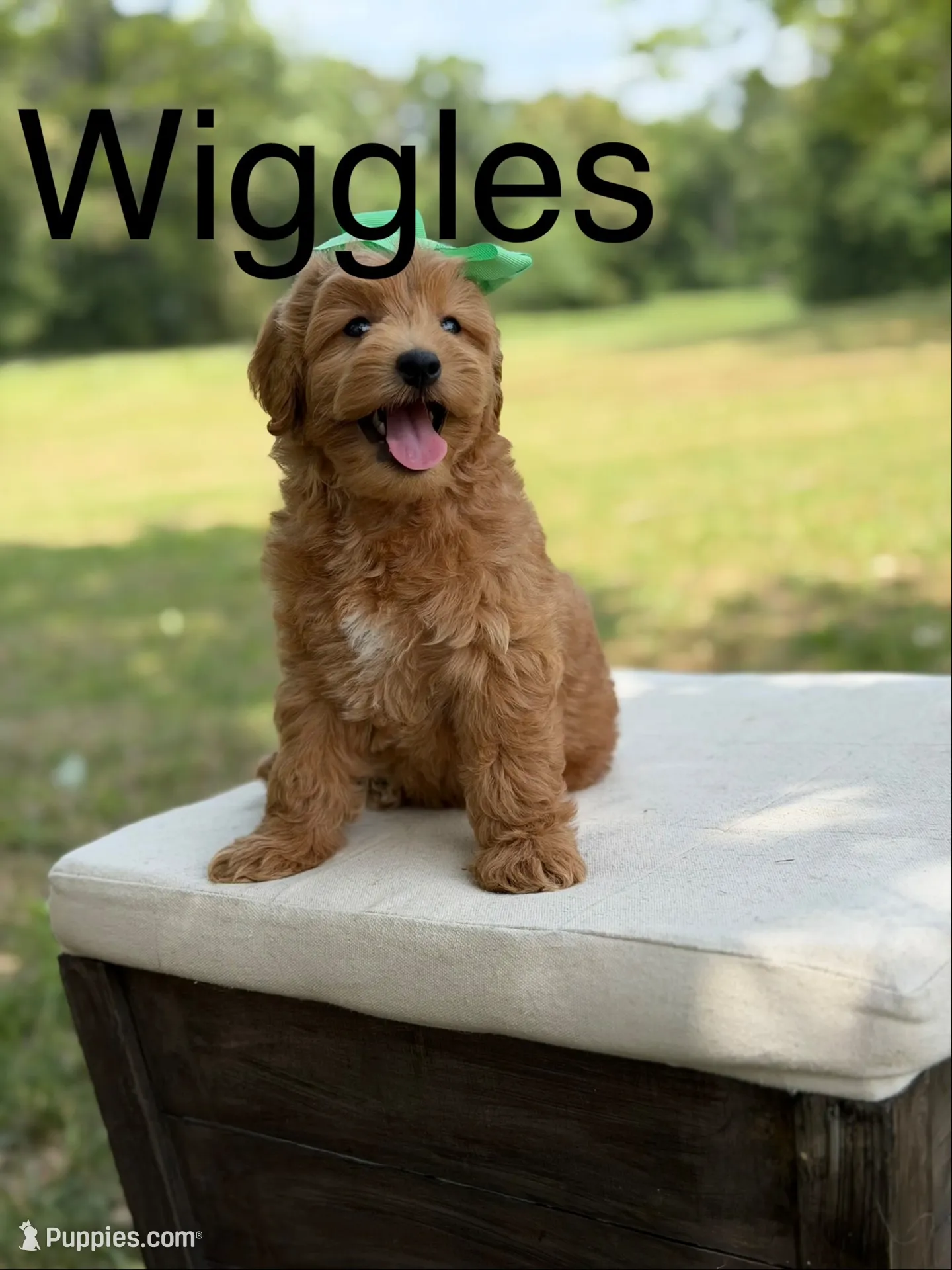 Wiggles, a female Miniature Goldendoodle for sale in Mayfield, KY – 1 of 10