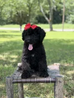June , a female Miniature Bernedoodle for sale in Mayfield, KY – 9 of 10