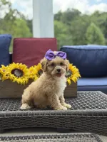 Bridie, a female Miniature Goldendoodle for sale in Mayfield, KY – 7 of 10