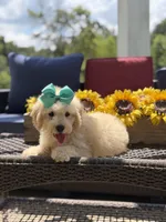 Bess, a female Miniature Goldendoodle for sale in Mayfield, KY – 10 of 10