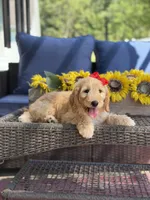 Dolly , a female Goldendoodle for sale in Mayfield, KY – 8 of 10