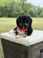 Winston , a male Miniature Aussiedoodle for sale in Mayfield, KY – 10 of 10
