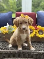 Alina, a female Miniature Goldendoodle for sale in Mayfield, KY – 10 of 10