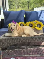 Dixie , a female Goldendoodle for sale in Mayfield, KY – 8 of 10
