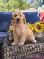 Diva, a female Goldendoodle for sale in Mayfield, KY – 9 of 10