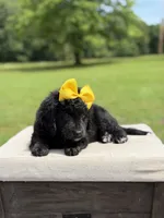 Gina, a female Miniature Bernedoodle for sale in Mayfield, KY – 4 of 9
