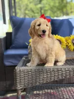 Dolly , a female Goldendoodle for sale in Mayfield, KY – 4 of 10