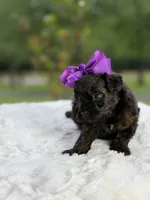 Coco, a female Miniature Goldendoodle for sale in Mayfield, KY – 5 of 10