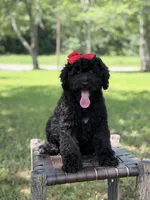 June , a female Miniature Bernedoodle for sale in Mayfield, KY – 5 of 10