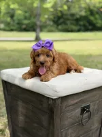 Whitney, a female Miniature Goldendoodle for sale in Mayfield, KY – 3 of 10
