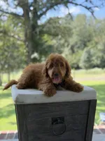 Buzz, a male Miniature Goldendoodle for sale in Mayfield, KY – 7 of 10