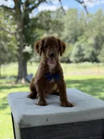 Boo, a female Miniature Goldendoodle for sale in Mayfield, KY – 2 of 10