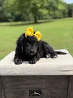Gina, a female Miniature Bernedoodle for sale in Mayfield, KY – 6 of 9