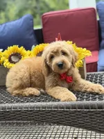 Aiden, a male Miniature Goldendoodle for sale in Mayfield, KY – 8 of 10