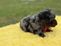 Prince, a male Miniature Bernedoodle for sale in Mayfield, KY – Photo 9 of 9