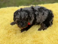 Prince, a male Miniature Bernedoodle for sale in Mayfield, KY – Photo 8 of 9