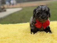 Prince, a male Miniature Bernedoodle for sale in Mayfield, KY – Photo 7 of 9