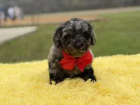 Prince, a male Miniature Bernedoodle for sale in Mayfield, KY – Photo 3 of 9