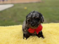 Prince, a male Miniature Bernedoodle for sale in Mayfield, KY – Photo 5 of 9