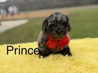 Prince, a male Miniature Bernedoodle for sale in Mayfield, KY – Photo 1 of 9