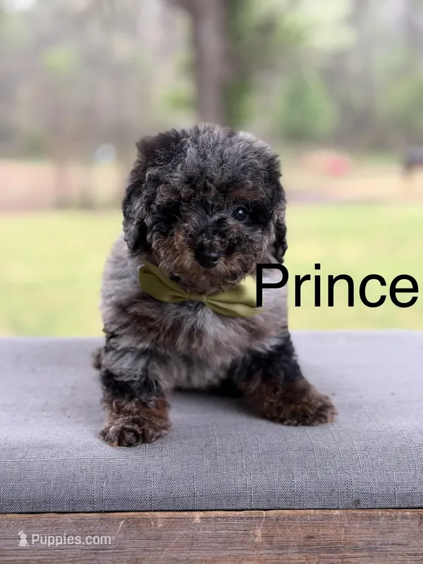 Prince – Miniature Bernedoodle puppy for sale in Mayfield, KY
