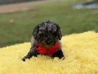 Prince, a male Miniature Bernedoodle for sale in Mayfield, KY – Photo 6 of 9