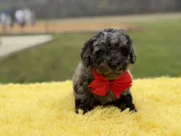 Prince, a male Miniature Bernedoodle for sale in Mayfield, KY – Photo 4 of 9