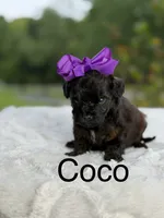 Coco, a female Miniature Goldendoodle for sale in Mayfield, KY – 2 of 10
