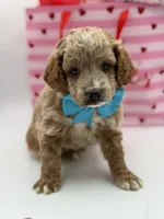 Aca, a male Miniature Goldendoodle for sale in Mayfield, KY – Photo 9 of 10