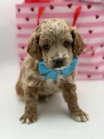 Aca, a male Miniature Goldendoodle for sale in Mayfield, KY – Photo 8 of 10