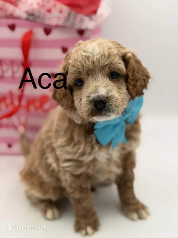 Aca