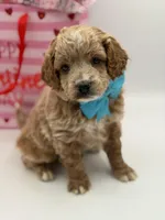 Aca, a male Miniature Goldendoodle for sale in Mayfield, KY – Photo 3 of 10