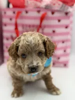 Aca, a male Miniature Goldendoodle for sale in Mayfield, KY – Photo 5 of 10