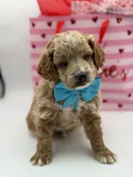 Aca, a male Miniature Goldendoodle for sale in Mayfield, KY – Photo 4 of 10