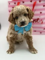 Aca, a male Miniature Goldendoodle for sale in Mayfield, KY – Photo 6 of 10