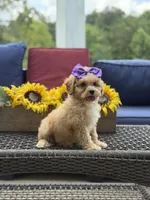 Bridie, a female Miniature Goldendoodle for sale in Mayfield, KY – 4 of 10