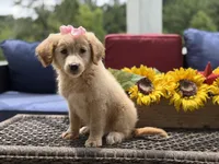 Angel, a female Miniature Goldendoodle for sale in Mayfield, KY – 6 of 10
