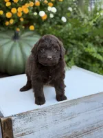 Edger, a male Miniature Aussiedoodle for sale in Mayfield, KY – 2 of 8