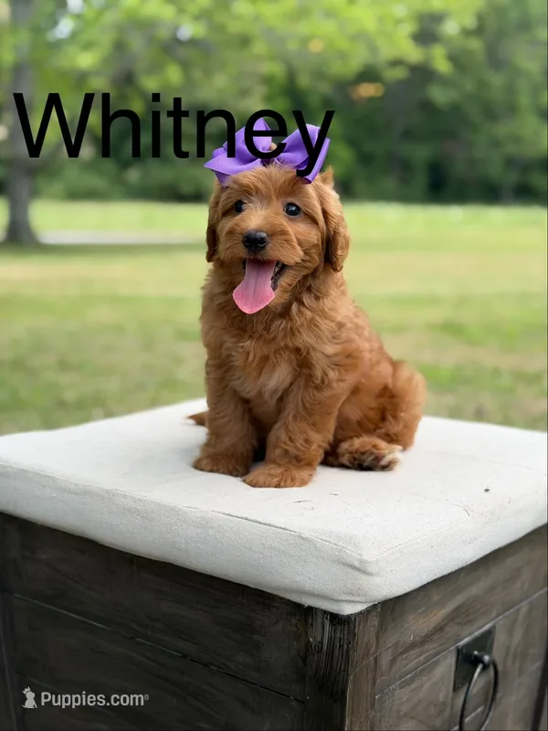 Whitney – Miniature Goldendoodle puppy for sale in Mayfield, KY