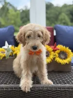 Alex, a male Miniature Goldendoodle for sale in Mayfield, KY – 9 of 10