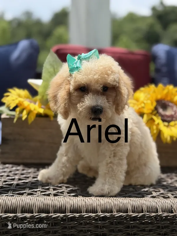 Airel – Miniature Goldendoodle puppy for sale in Mayfield, KY