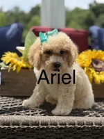 Airel, a female Miniature Goldendoodle for sale in Mayfield, KY – 1 of 10