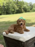 Wiggles, a female Miniature Goldendoodle for sale in Mayfield, KY – 6 of 10