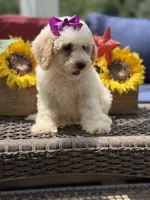 Aubrey, a female Miniature Goldendoodle for sale in Mayfield, KY – 4 of 10